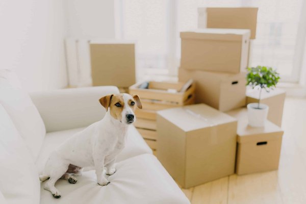 How to Select a Comfortable Yet Sleek Pair of Ballet Flats for Work Days?